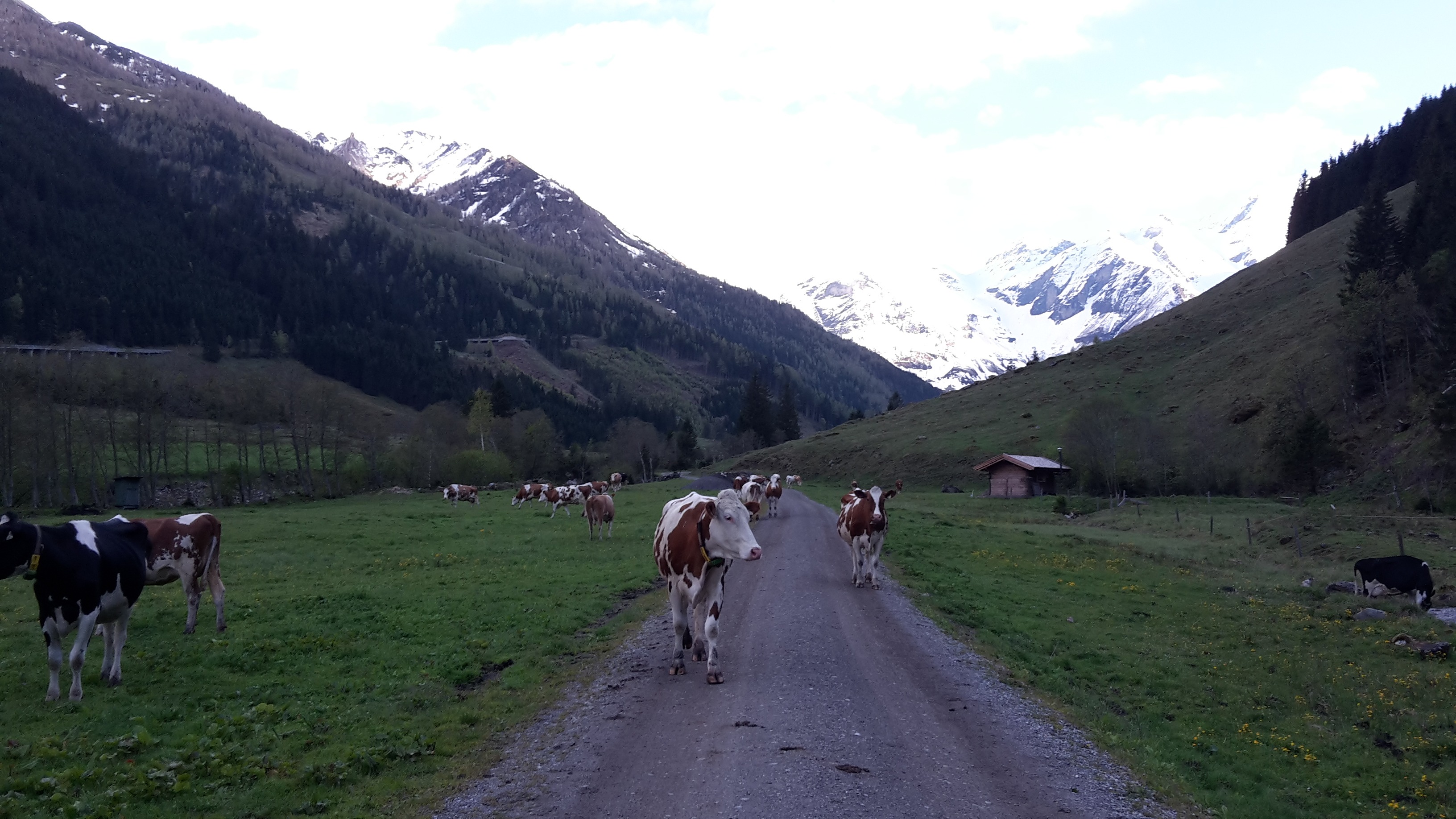 die Kühe im Käfertal am Fuße des Großglockners