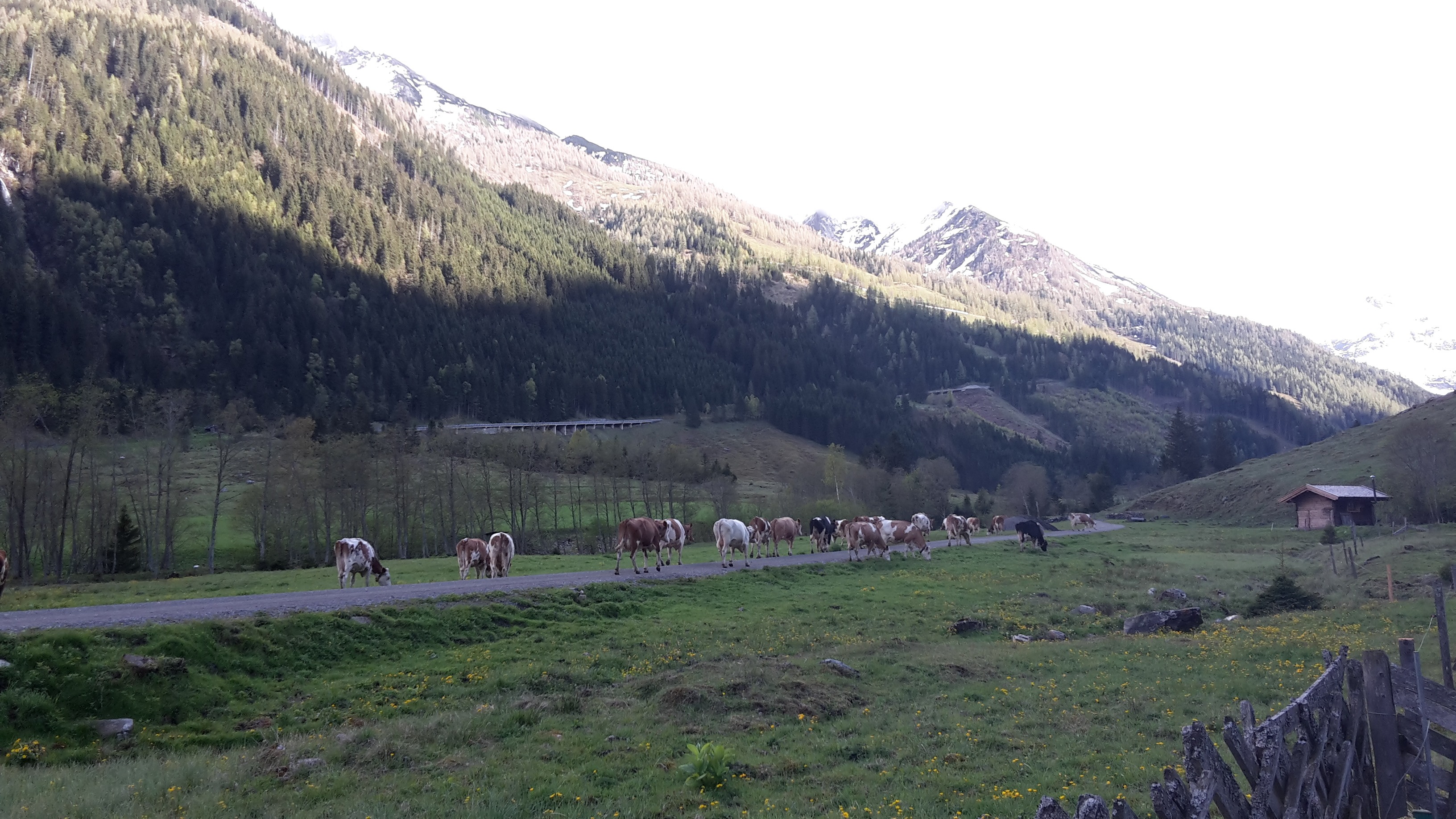 die Kühe im Käfertal am Fuße des Großglockners