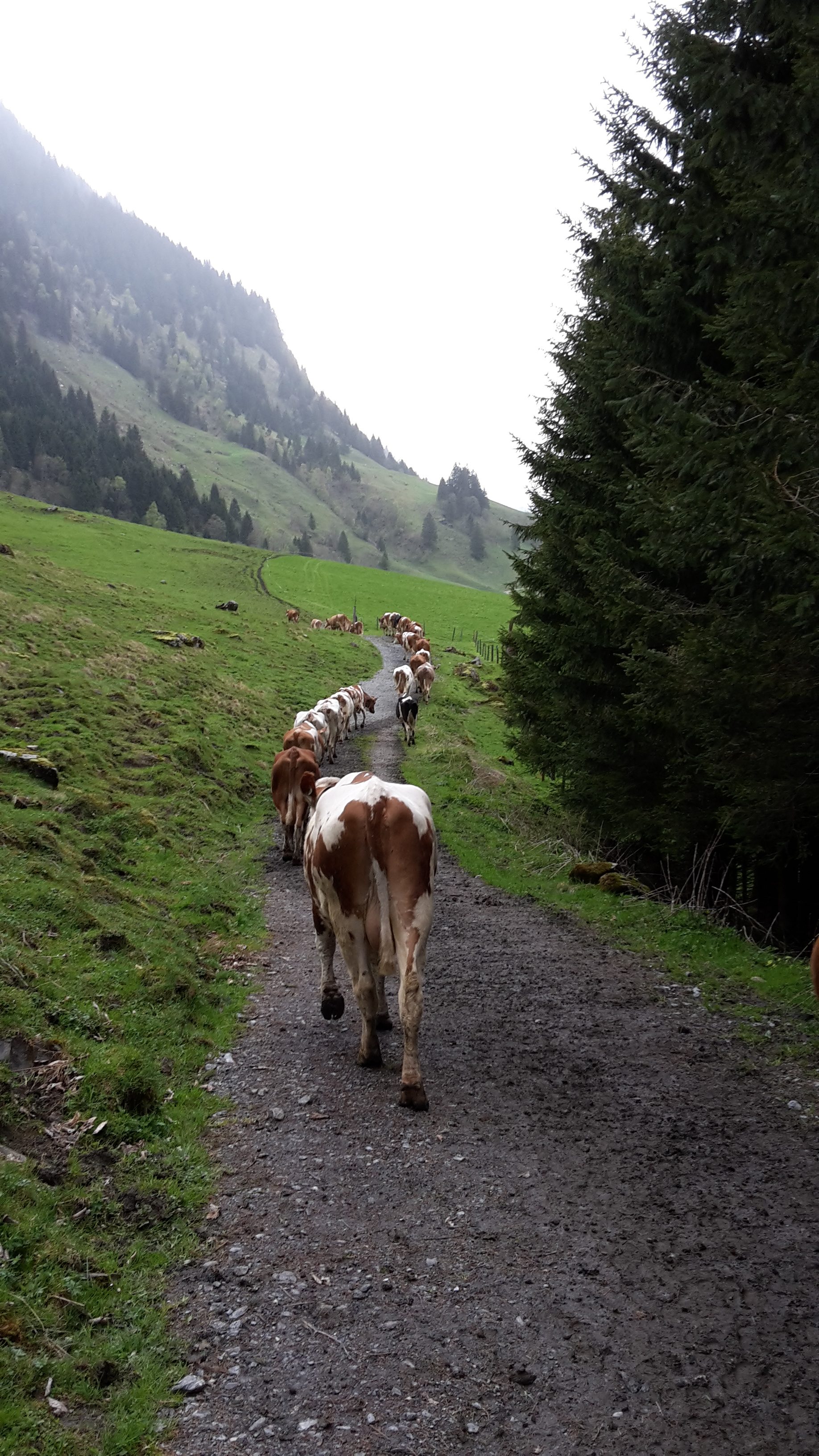 nach dem Melken gehen die Kühe wieder auf die Weide zum grasen