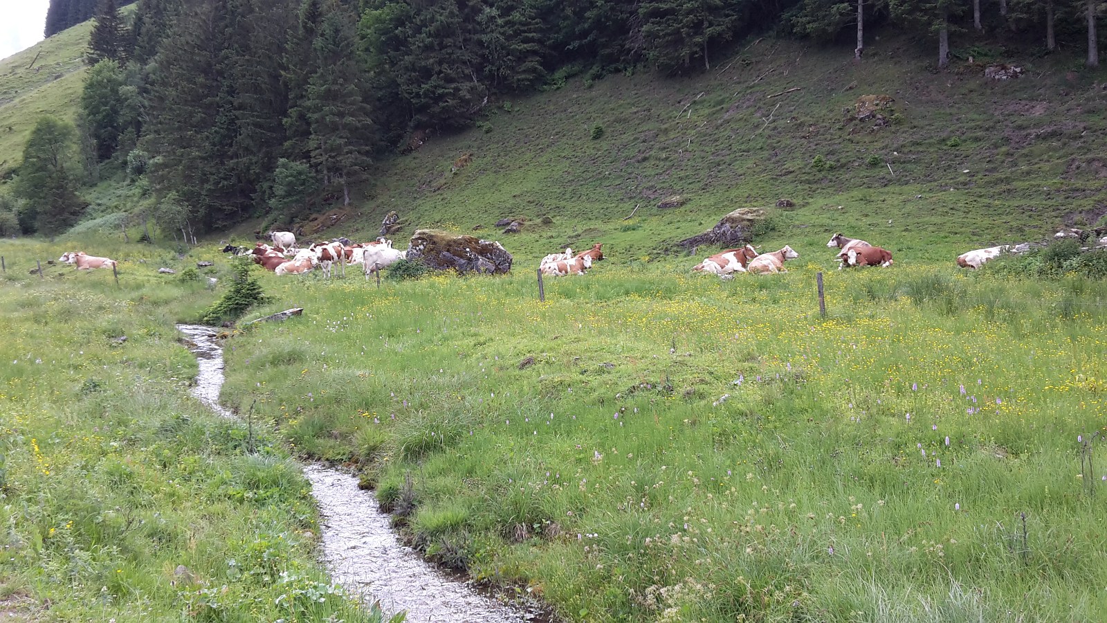 unsere Kühe relaxen auf der Alm