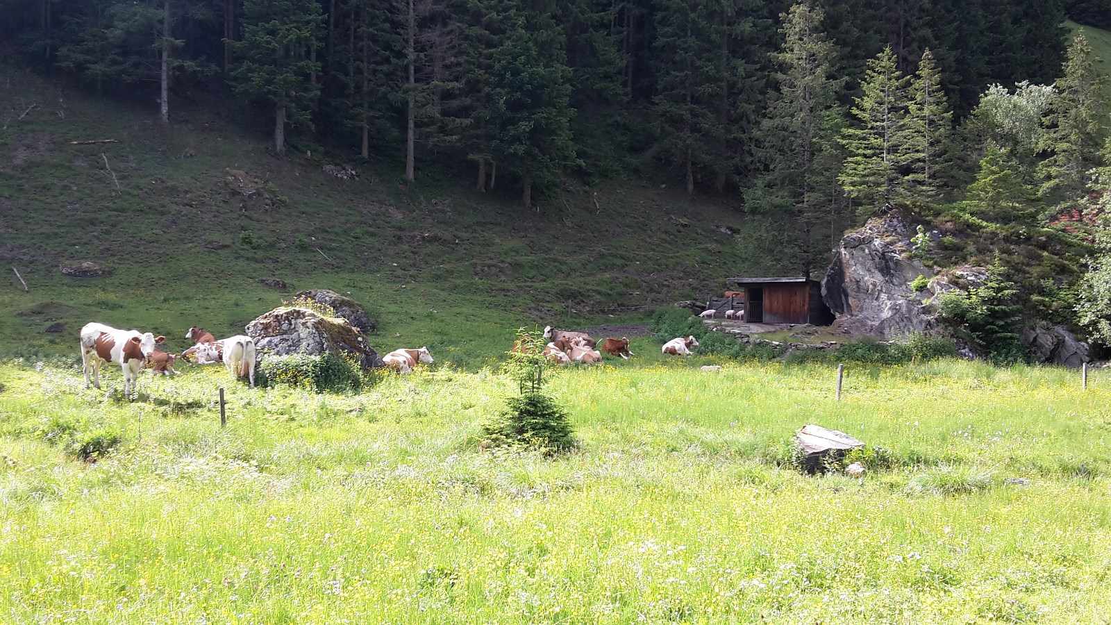 unsere Kühe und Schweinchen auf der Alm genießen das schöne Wetter