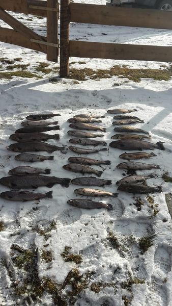 fische